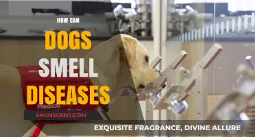 Sniffing Out Health: Can Dogs Detect Diseases?