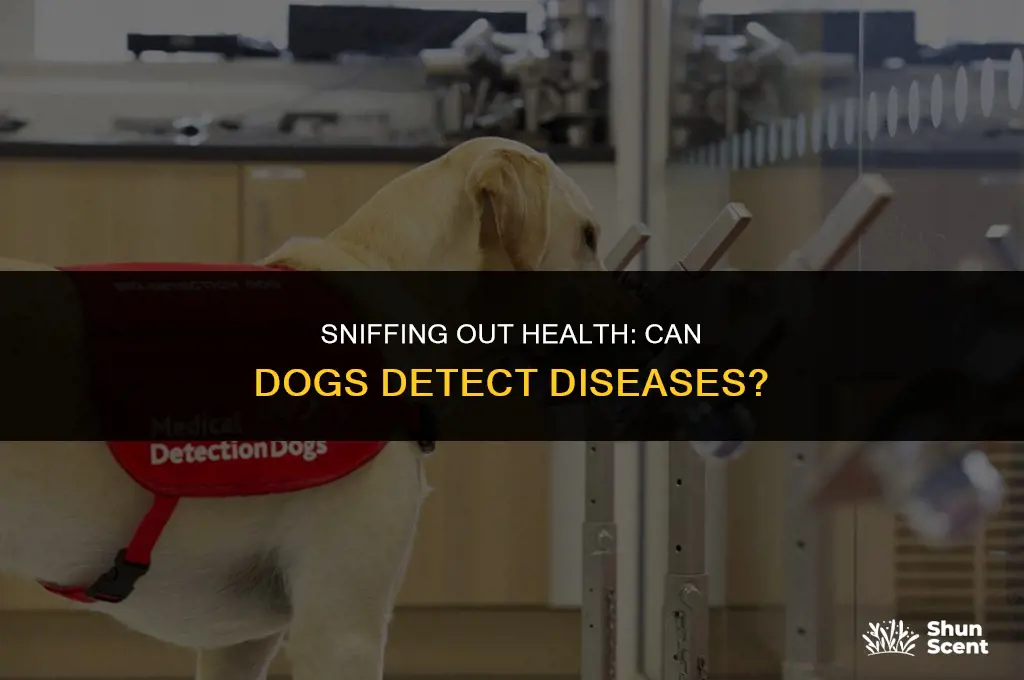 how can dogs smell diseases