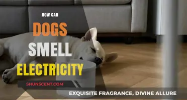 Sniffing Out Sparks: Can Dogs Really Smell Electricity?