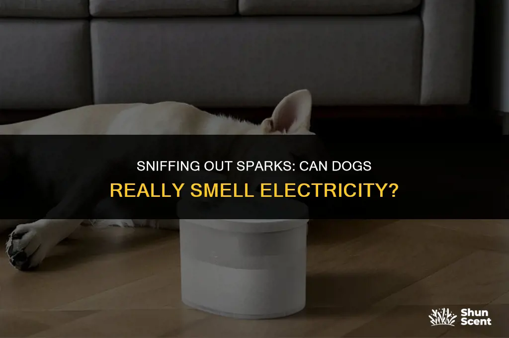 how can dogs smell electricity