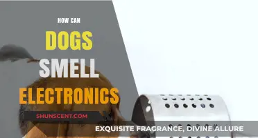 Sniffing Out Tech: Can Dogs Really Smell Electronics?
