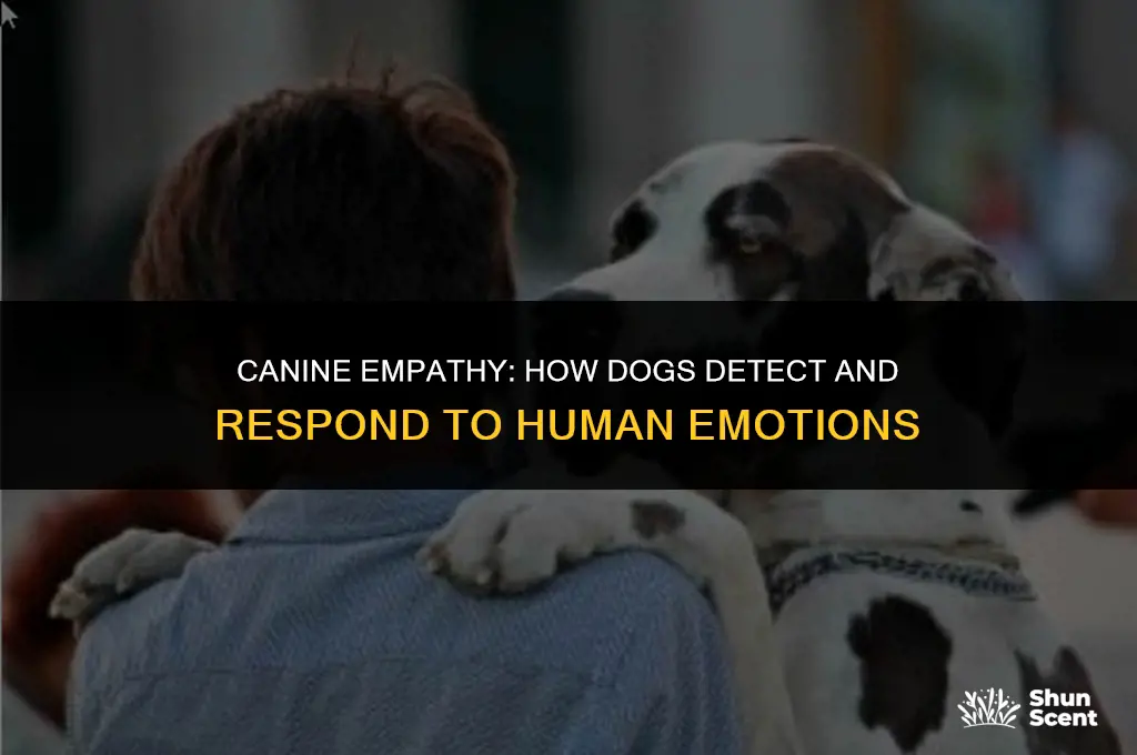 how can dogs smell feelings