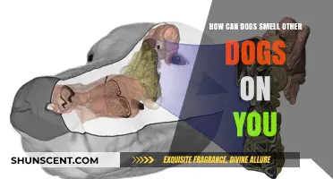 Canine Secrets: How Dogs Detect Other Dogs on You