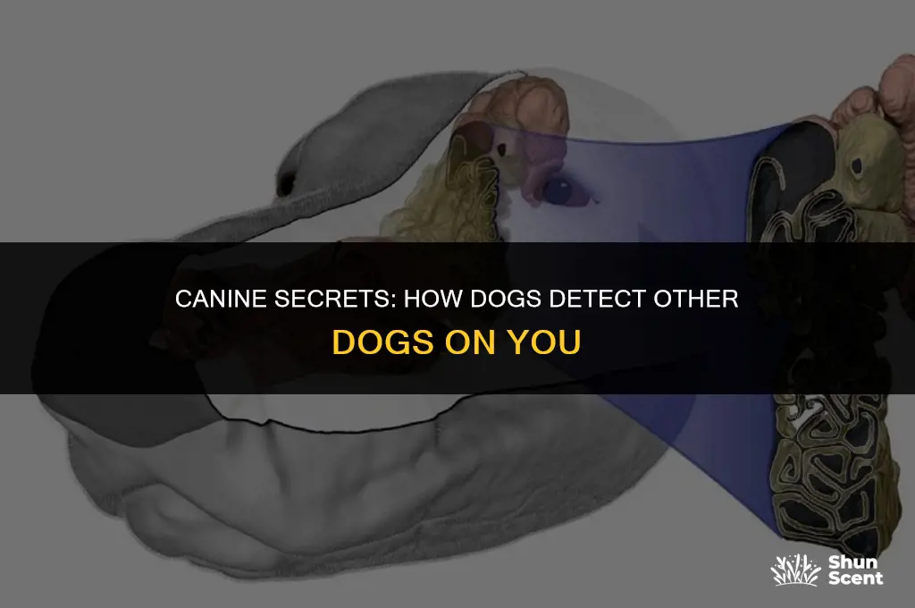 how can dogs smell other dogs on you