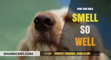 Unleashing the Secrets: How Dogs' Incredible Sense of Smell Works