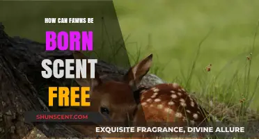 Unscented Fawns: Nature's Secret to Scent-Free Birth Explained