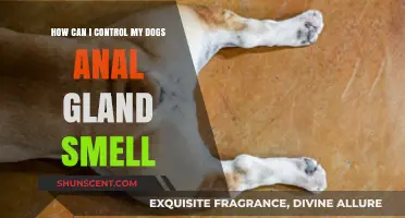 Managing Your Dog's Anal Gland Odor: A Comprehensive Guide