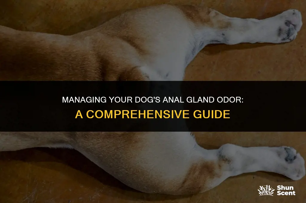 how can i control my dogs anal gland smell