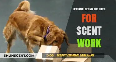 Unlocking Your Dog's Potential: A Guide to Scent Work Careers