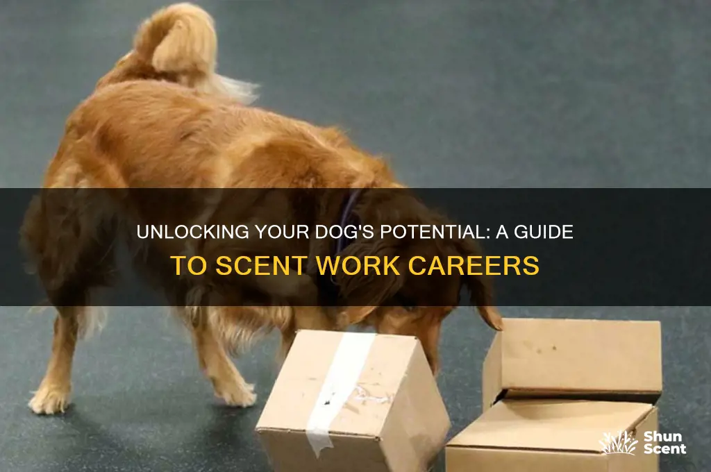 how can i get my dog hired for scent work