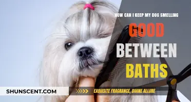 Fresh and Clean: Tips for Keeping Your Dog Smelling Good Between Baths