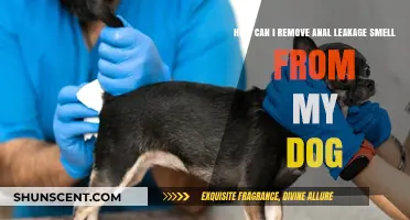 Effective Ways to Eliminate Anal Leakage Odor in Dogs