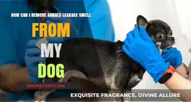 Effective Ways to Eliminate Anal Leakage Odor in Dogs