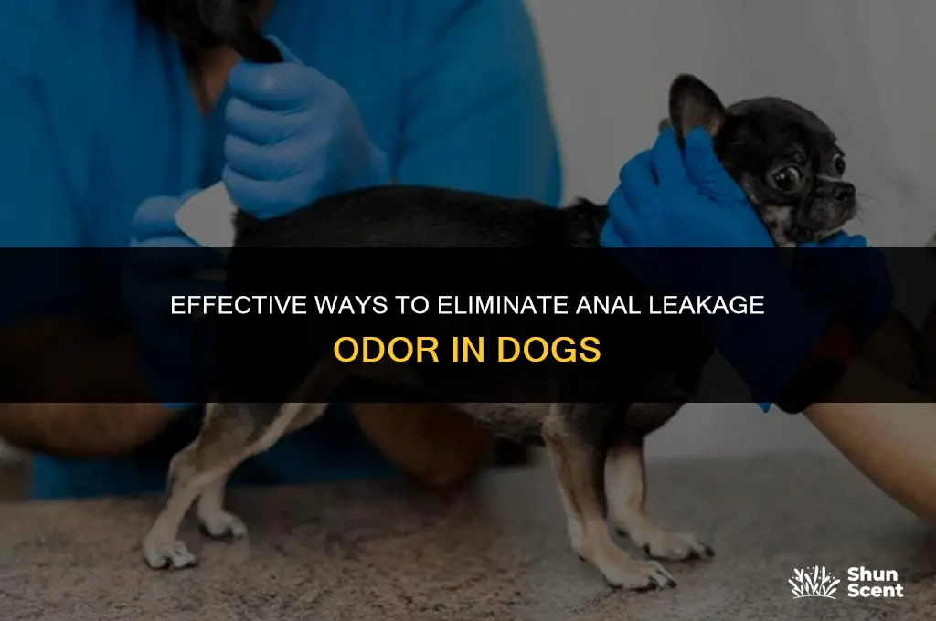 how can i remove annals leakage smell from my dog