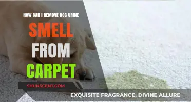 Effective Tips to Eliminate Dog Urine Odor from Your Carpet