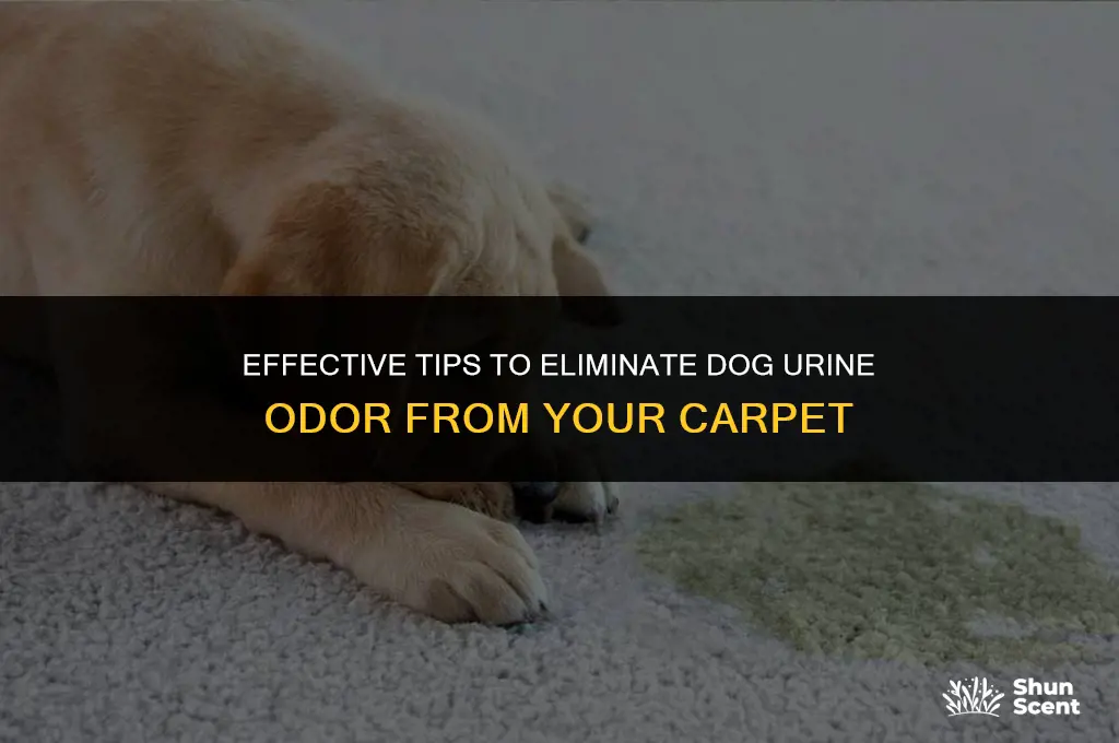 how can i remove dog urine smell from carpet
