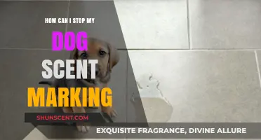 Prevent Dog Scent Marking: Effective Strategies for a Clean Home