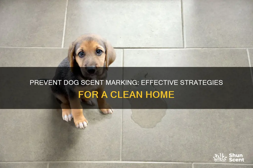 how can i stop my dog scent marking