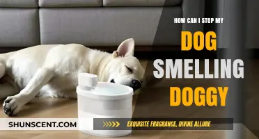 Freshen Up Your Furry Friend: Tips to Tackle Doggy Odor