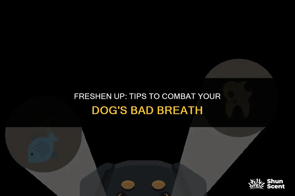 how can i stop my dogs breath from smelling