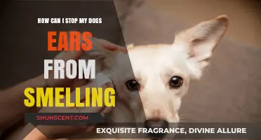 Banish the Stench: A Guide to Freshening Your Dog's Ears