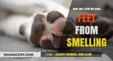 Banish the Stink: A Guide to Fresh-Smelling Dog Paws