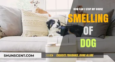 Freshen Up Your Home: A Guide to Eliminating Dog Odors