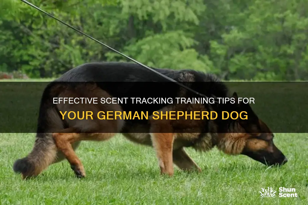 how can i train my gsd for scents trackid sp-006