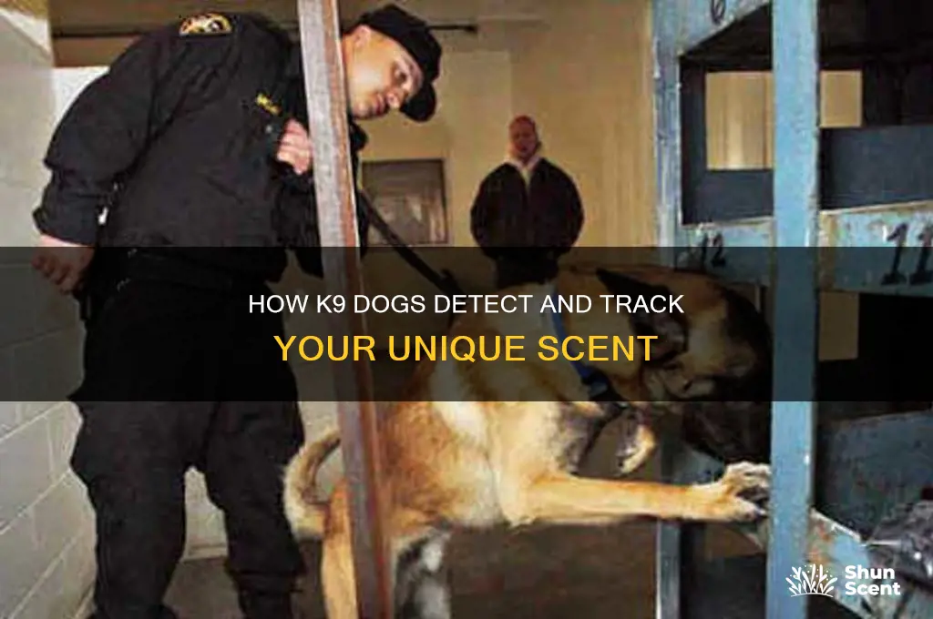 how can k9 dogs pick up your scent