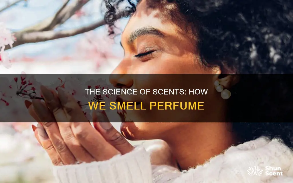 how can we smell perfume