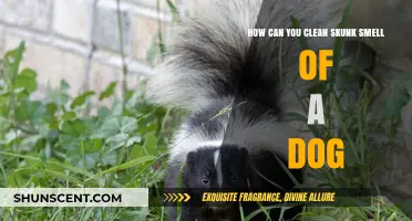Effective Ways to Remove Skunk Odor from Your Dog