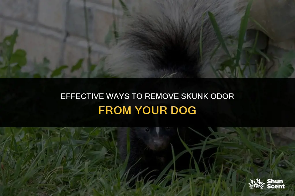 how can you clean skunk smell of a dog