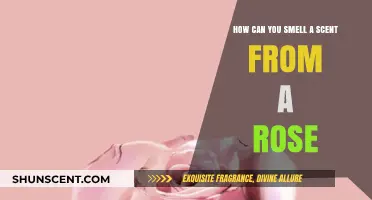 The Science Behind How We Perceive a Rose's Fragrance