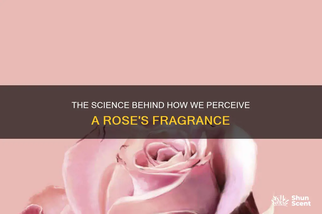 how can you smell a scent from a rose