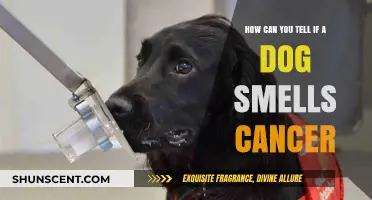Can Dogs Detect Cancer? Signs Your Pet Might Know