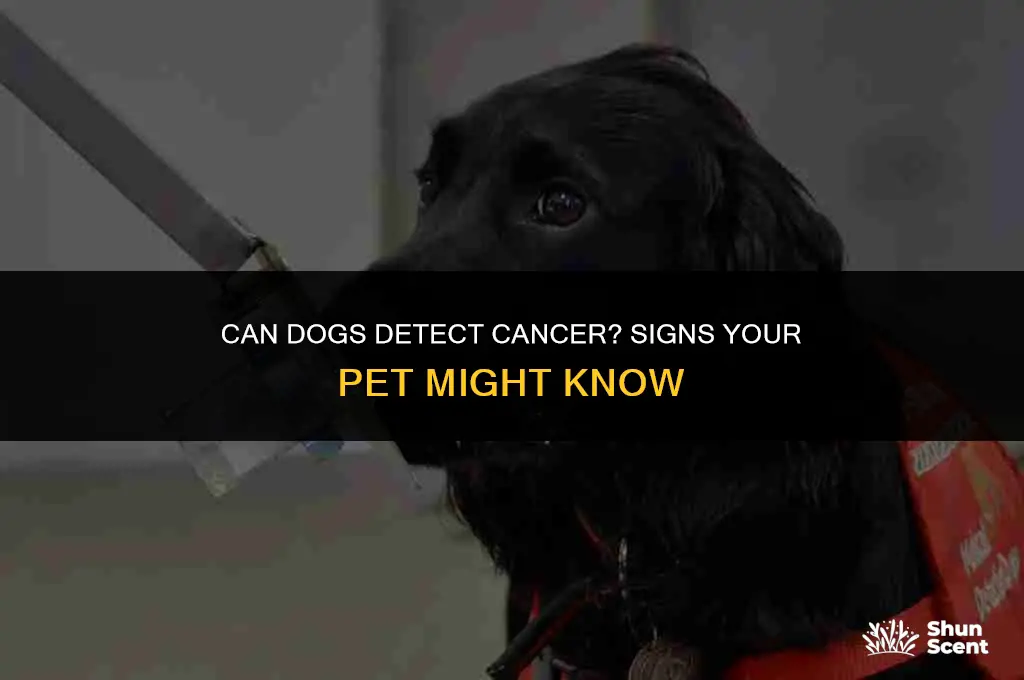 how can you tell if a dog smells cancer