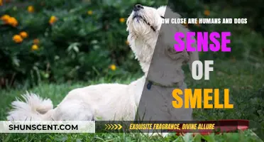 Unleashing the Secrets: How Dogs' Noses Outshine Our Own