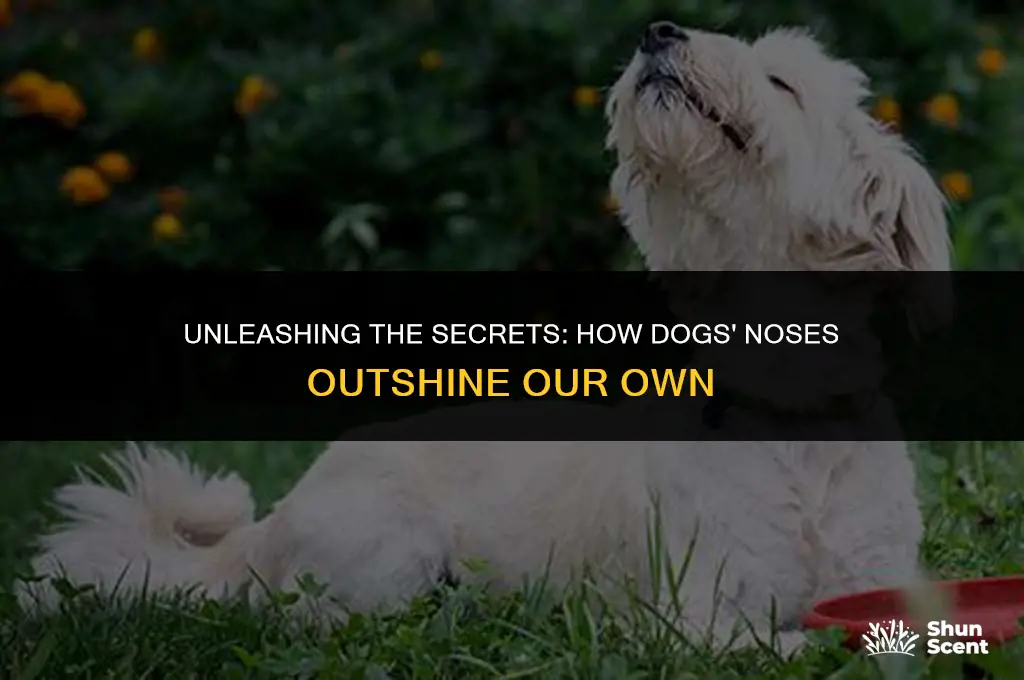 how close are humans and dogs sense of smell