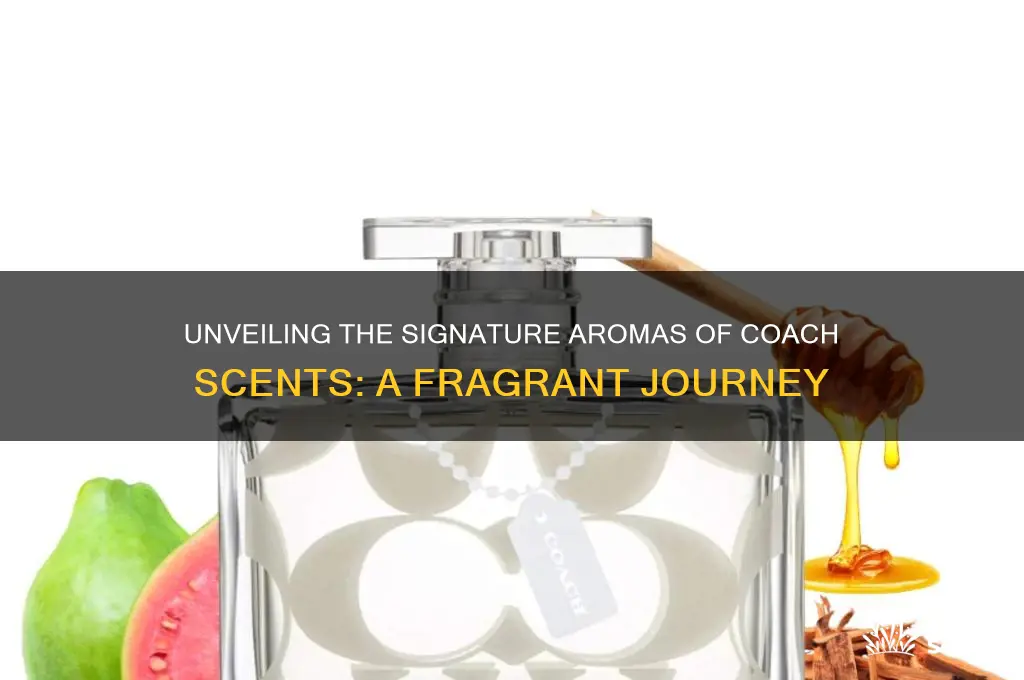 how coach scents smell