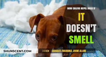 Nature's Secret: How Coleus Plants Deter Dogs Without a Scent