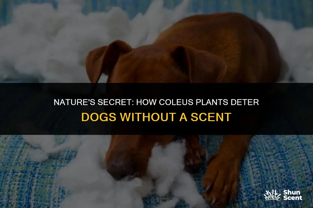 how coleus repel dogs if it doesn