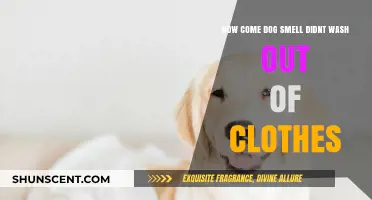 Persistent Pupil Odors: Why Dog Smell Lingers in Laundry