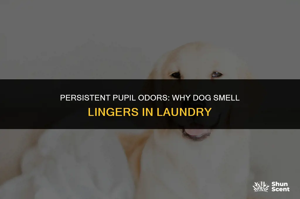 how come dog smell didnt wash out of clothes