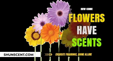Why Flowers Smell: The Science Behind Their Fragrant Scents