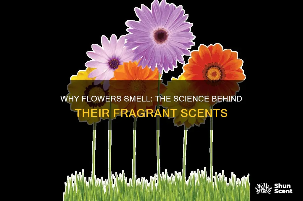 how come flowers have scents