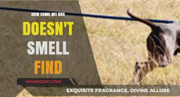Why Can't My Dog Find That Smell? Exploring Canine Scent Mysteries