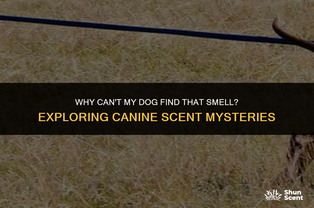 how come my dog doesn
