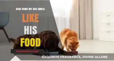 Why Does My Dog Smell Like His Food? Exploring Canine Cuisine Connection