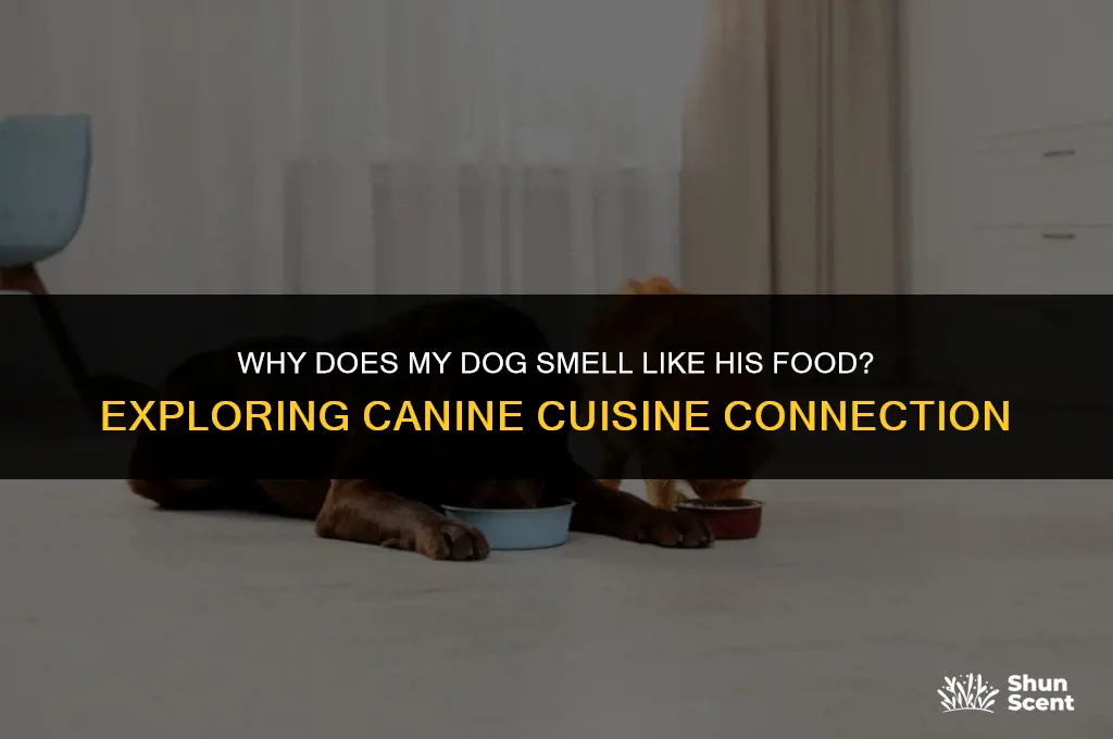 how come my dog smell like his food