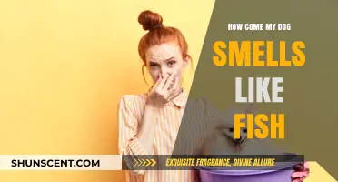 Why Does My Dog Smell Like Fish? Understanding Canine Odor Mysteries